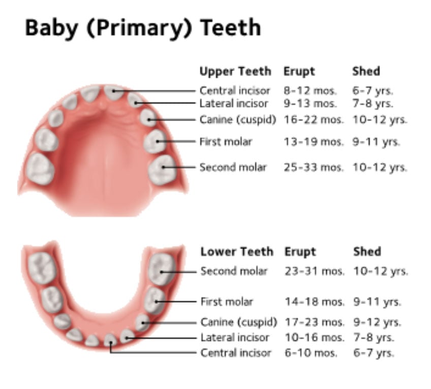 Baby teeth development chart