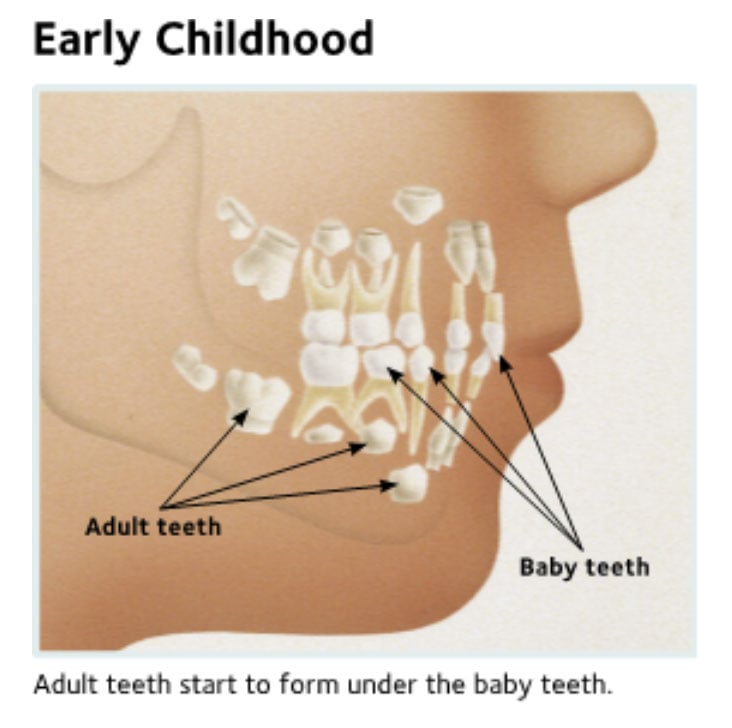 In early childhood adult teeth start to form under the baby teeth