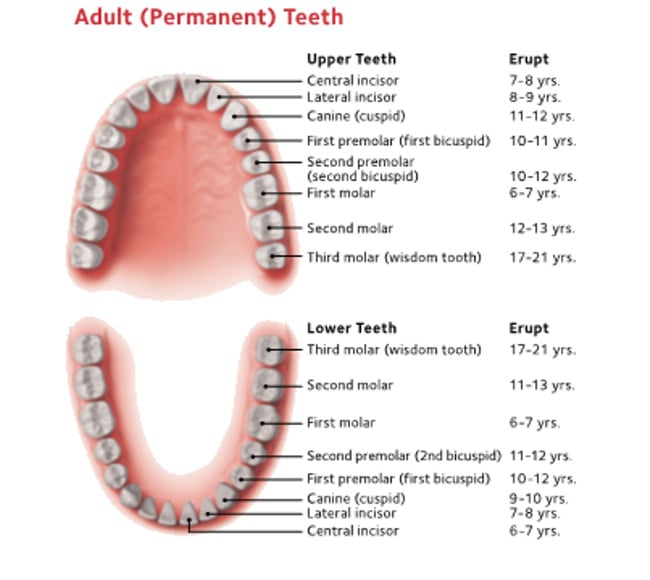 Adult (Permananet) Teeth diagram