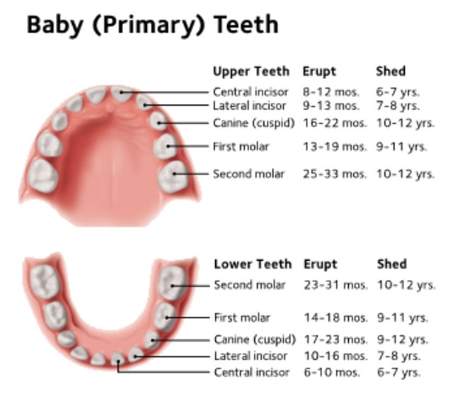 Baby (Primary) Teeth diagram