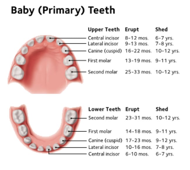 baby tooth chart