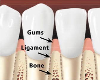 Healthy Gums – No Disease
