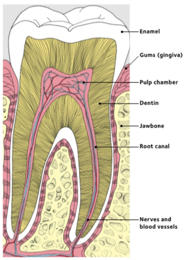 illustration showing the parts of a tooth