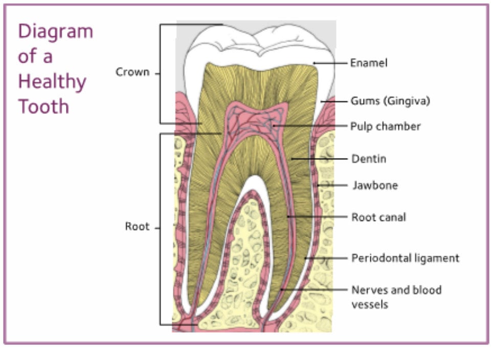 diagram of a healthy tooth
